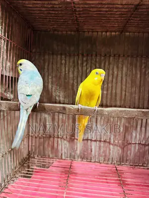 Budgies Bird