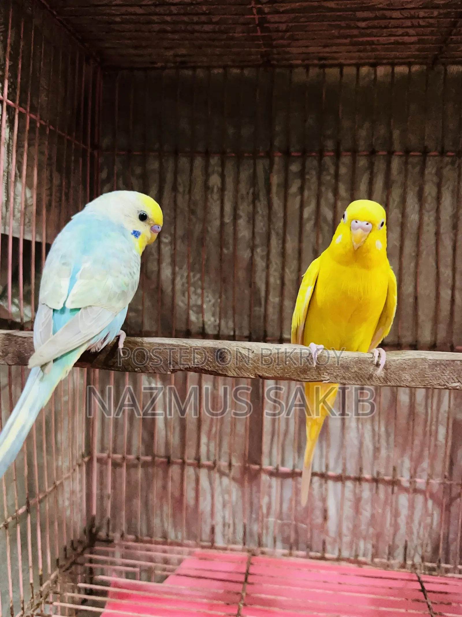 Budgies Bird