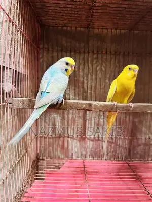 Budgies Bird