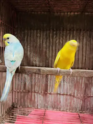 Budgies Bird