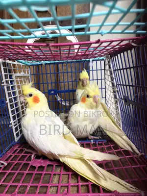 3 Baby Cockatiel Birds