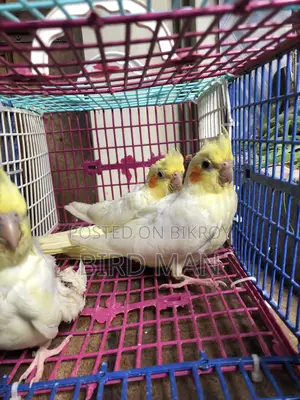 3 Baby Cockatiel Birds