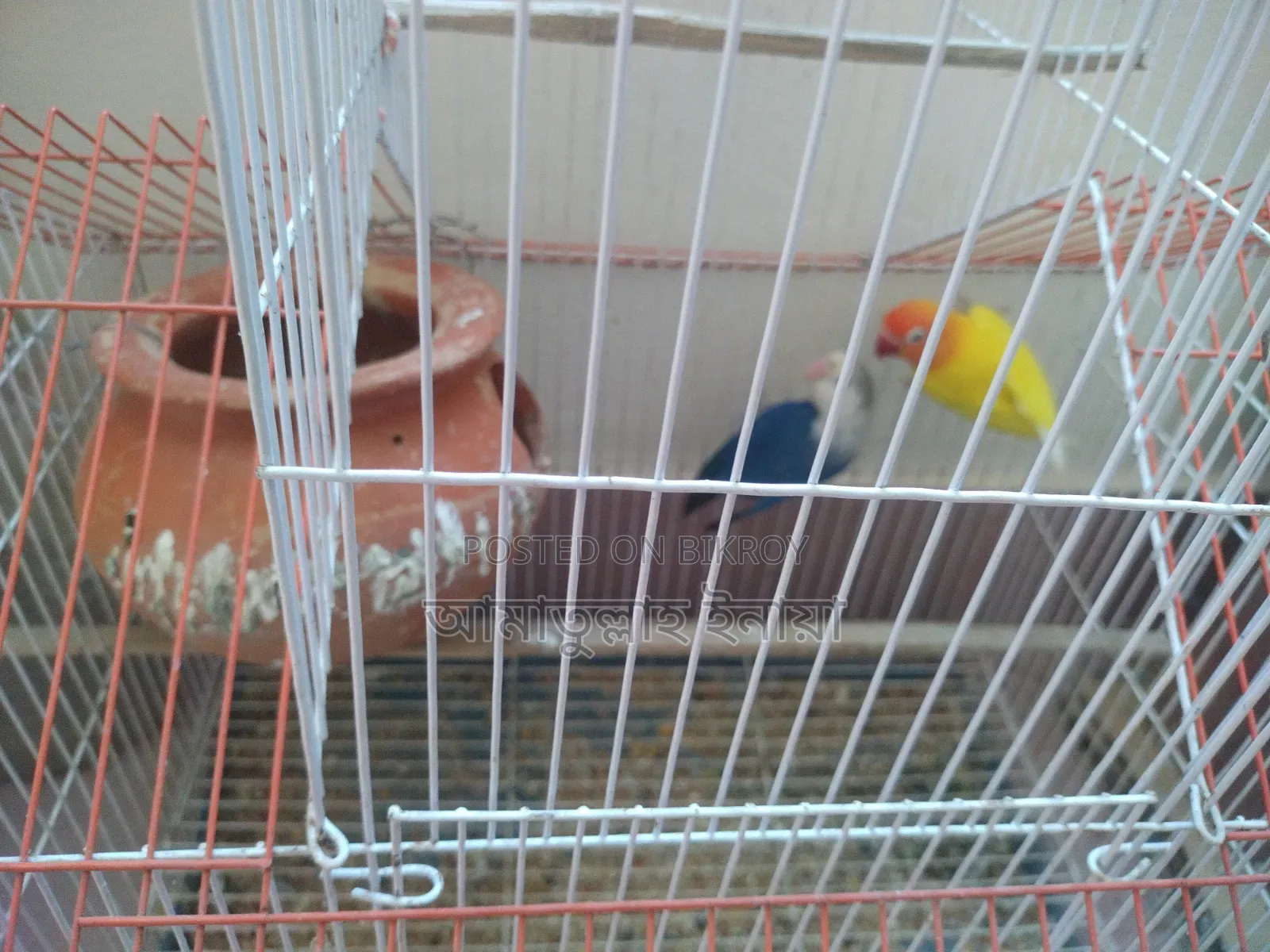 Selling a pair of pet lovebirds with cage, as I cannot give them time.