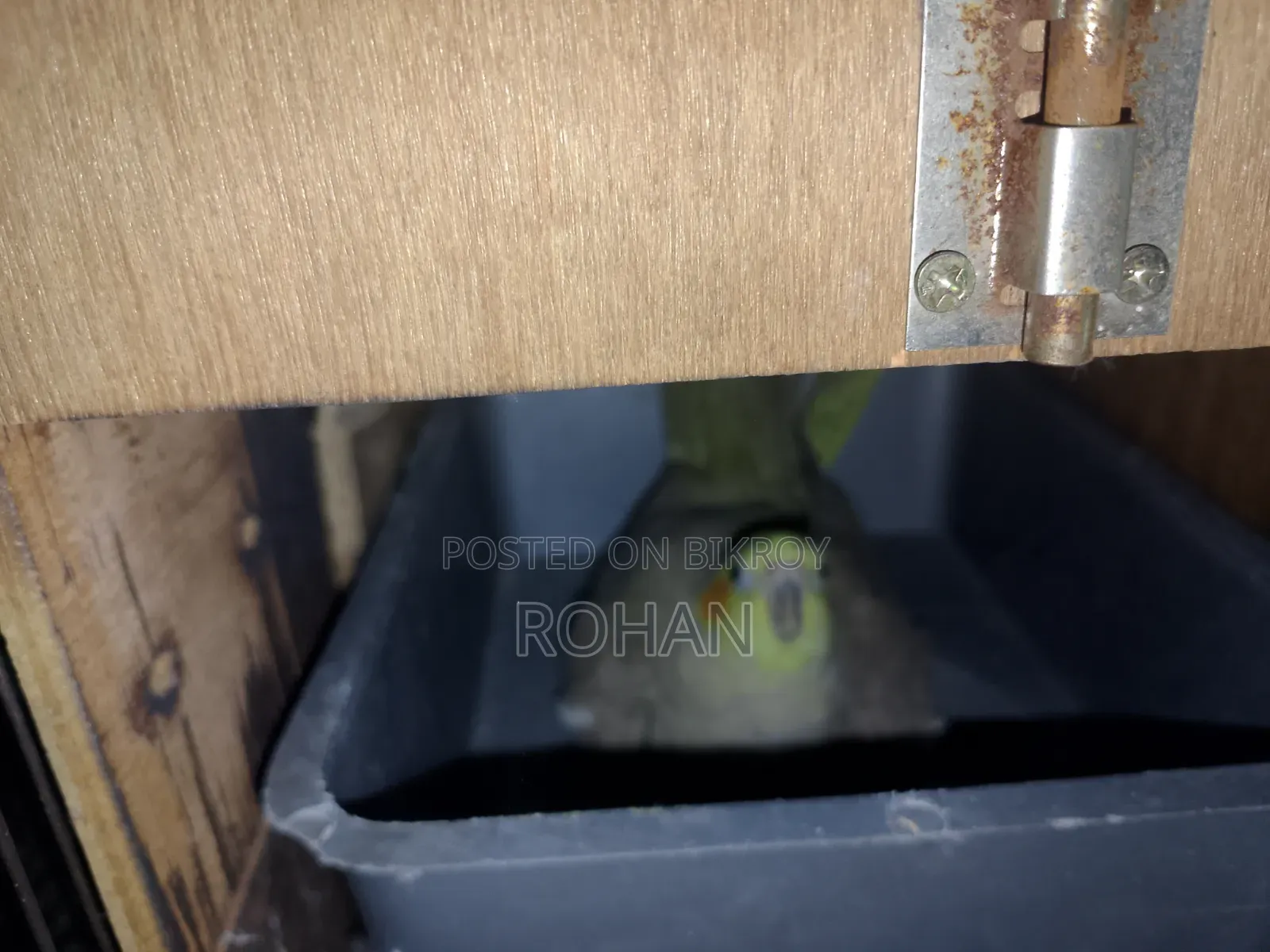 Cockatiel bird sale post
