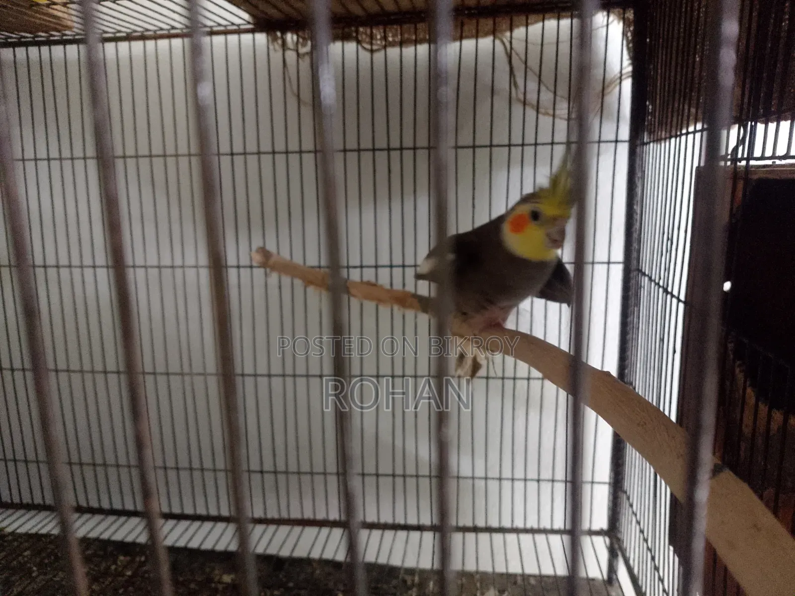 Cockatiel bird sale post