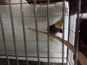 Cockatiel bird sale post
