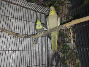 Cockatiel bird sale post