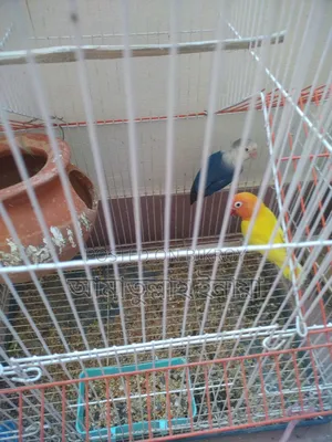 Selling a pair of pet lovebirds with cage, as I cannot give them time.