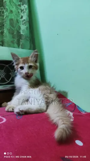 0-1 Month Male Mixed Breed Persian