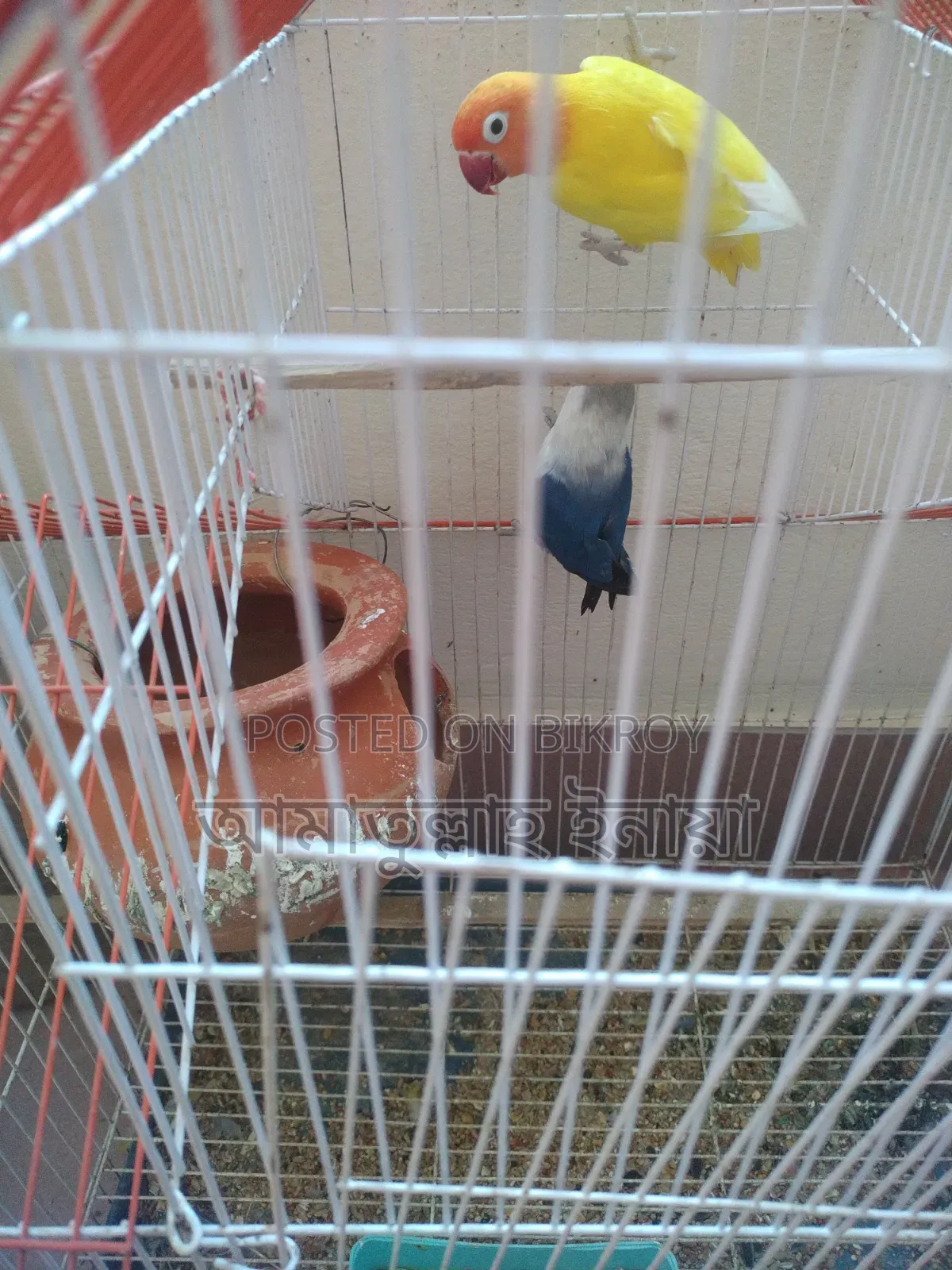 Selling a pair of pet lovebirds with cage, as I cannot give them time.
