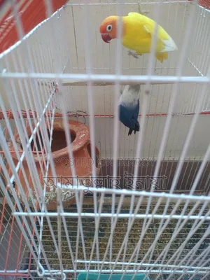 Selling a pair of pet lovebirds with cage, as I cannot give them time.