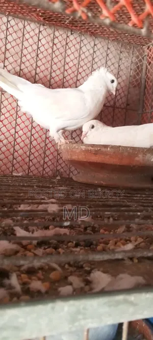 Pigeons for sale