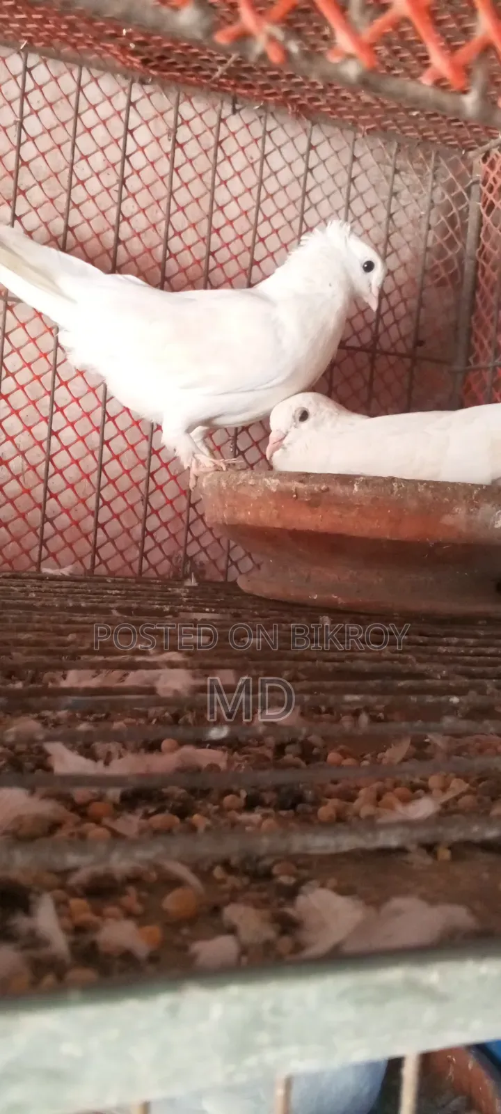 Pigeons for sale