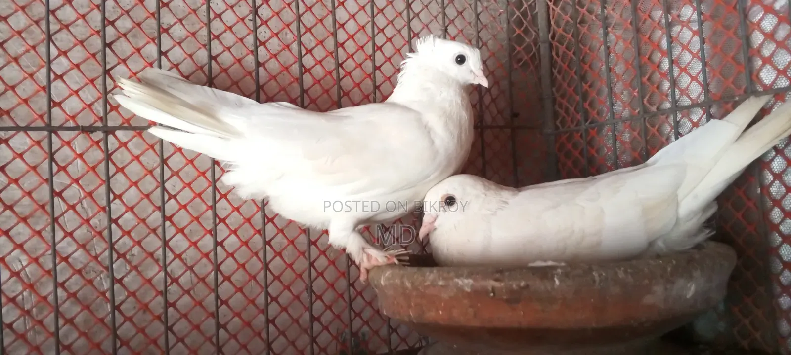 Pigeons for sale