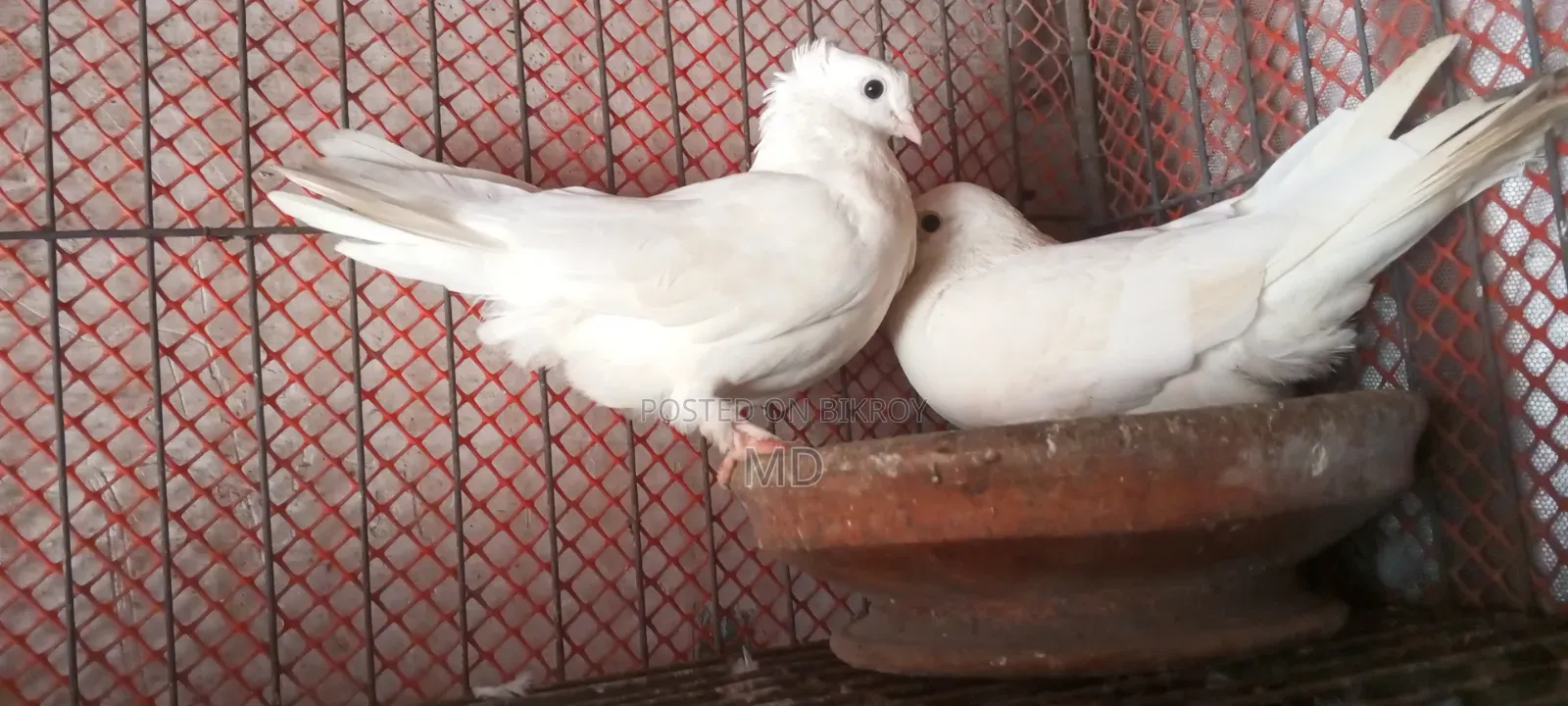 Pigeons for sale