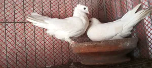 Pigeons for sale