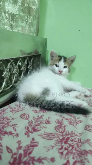 0-1 Month Male Mixed Breed Persian
