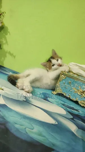 0-1 Month Male Mixed Breed Persian