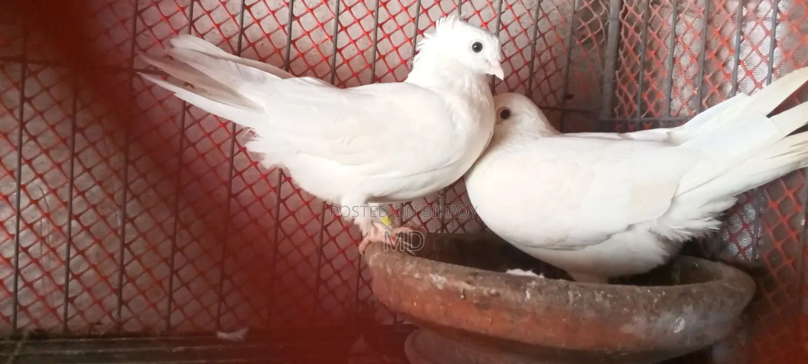 Pigeons for sale