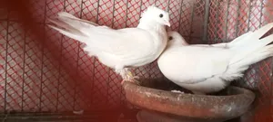 Pigeons for sale