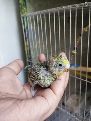 Budgie Baby
