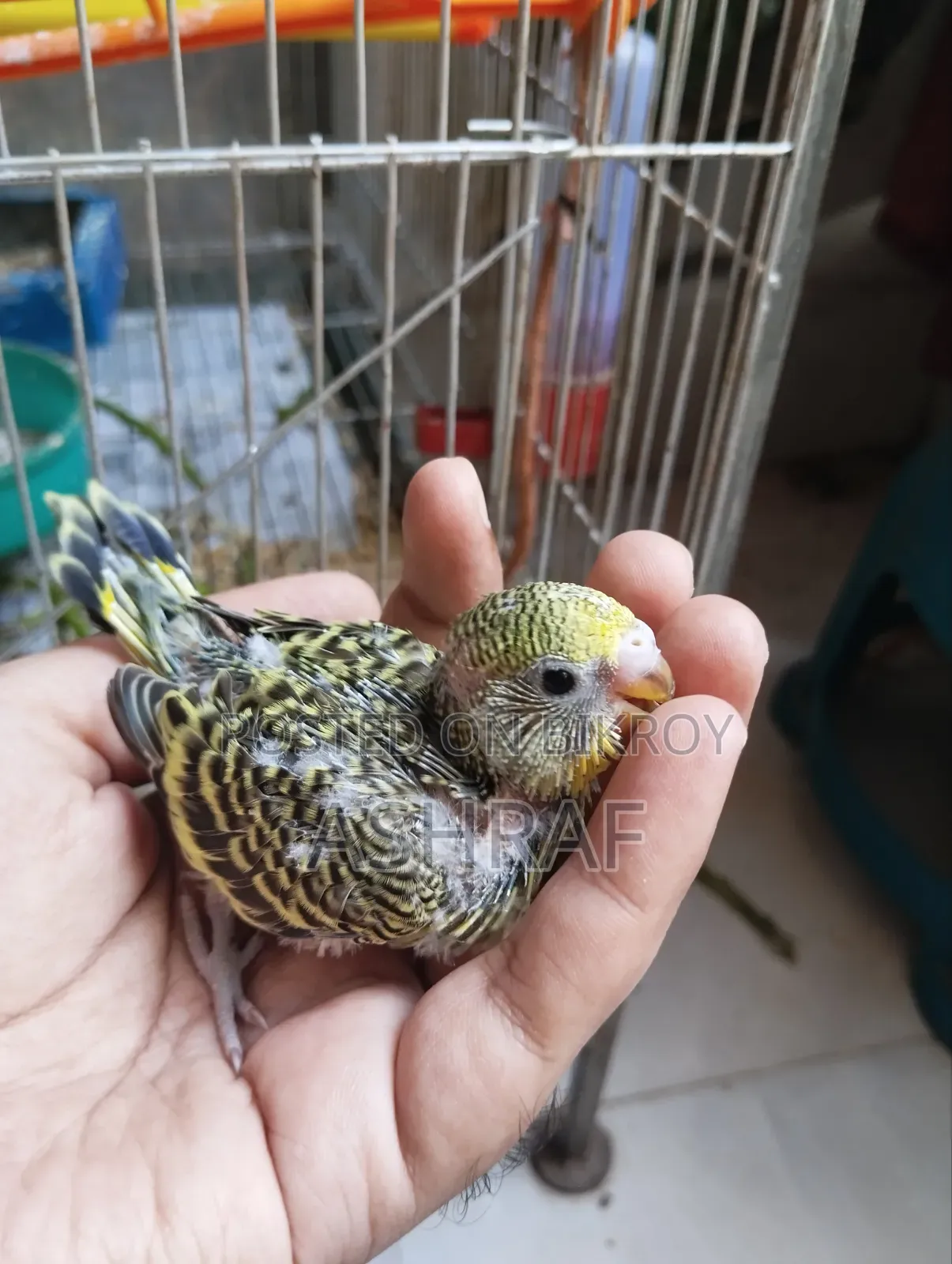 Budgie Baby