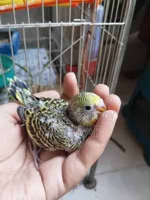 Budgie Baby