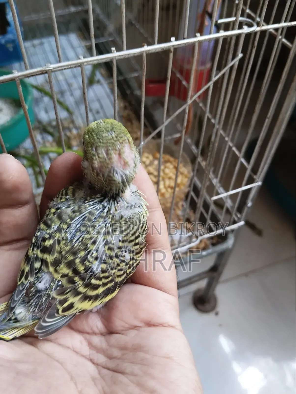 Budgie Baby