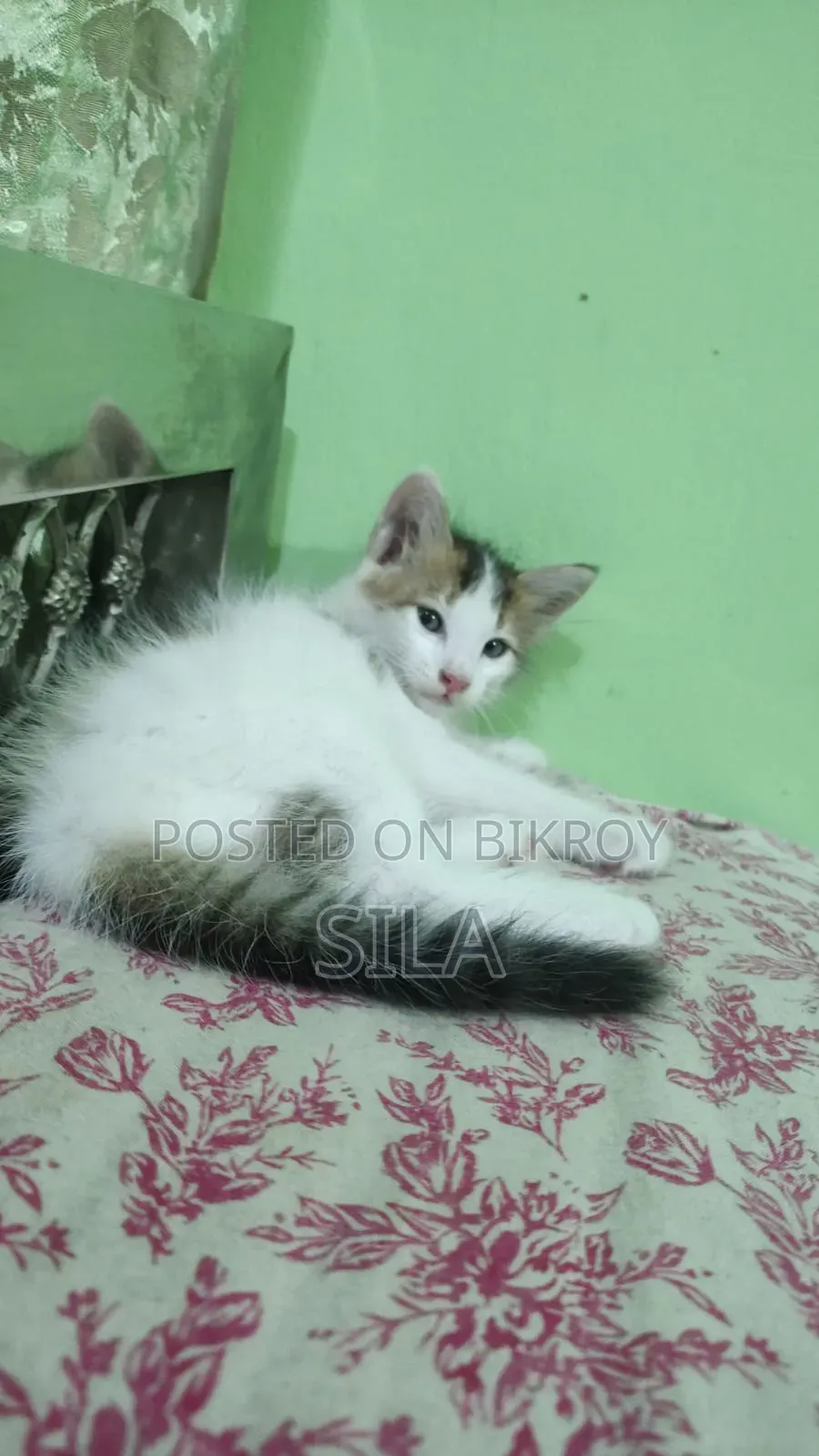 ১-৩ মাস বয়সী মিক্সড ব্রিড পার্সিয়ান বিড়াল