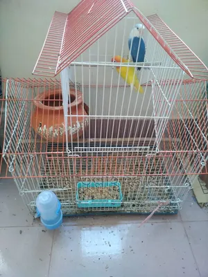 Selling a pair of pet lovebirds with cage, as I cannot give them time.