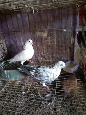 Giribaz Pigeon