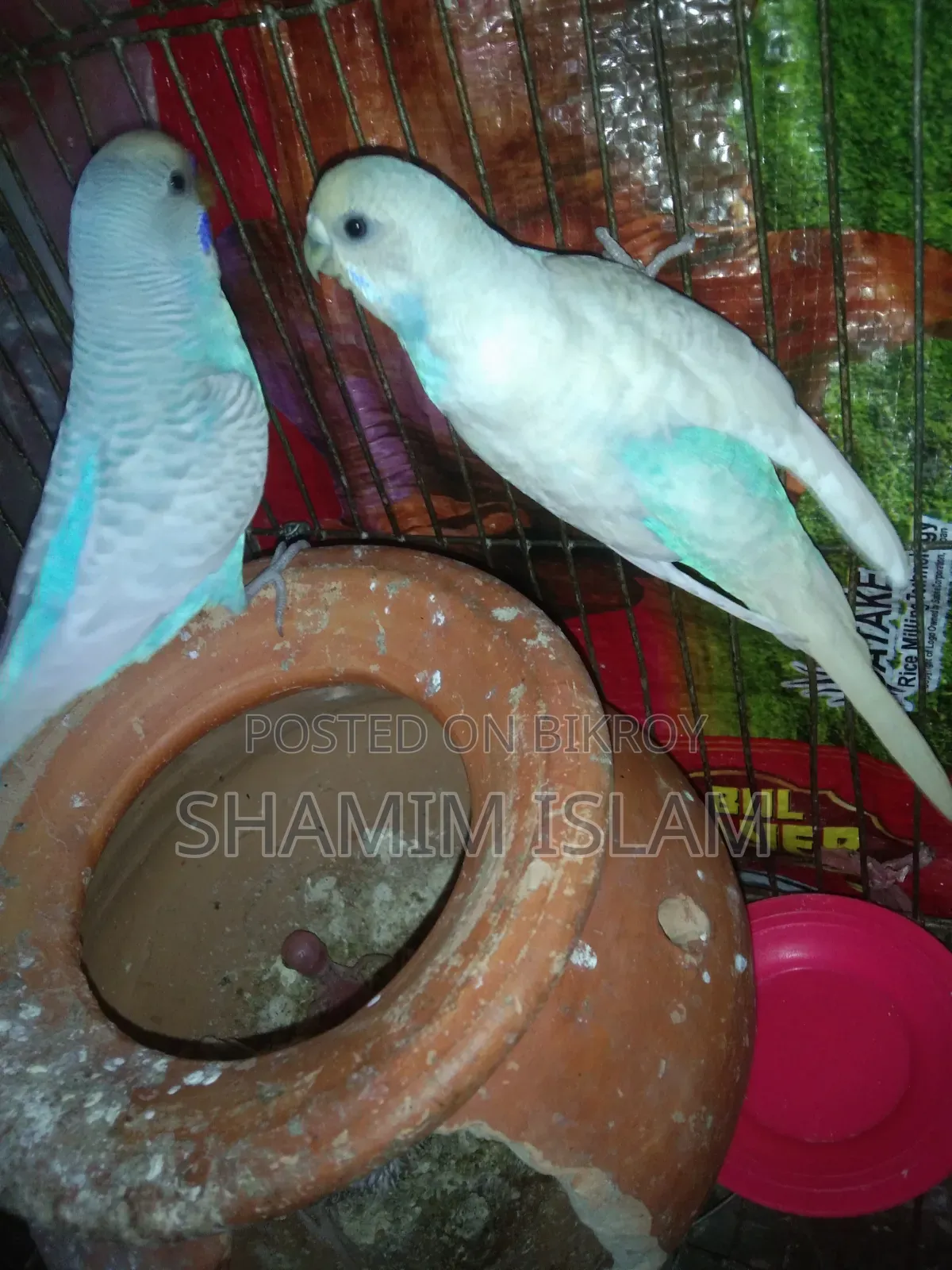 Budgerigar with chicks