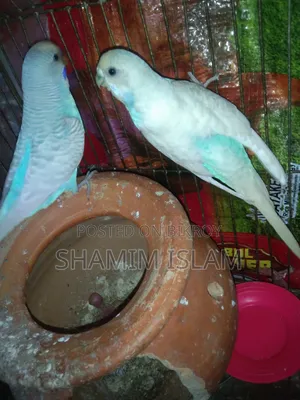 Budgerigar with chicks