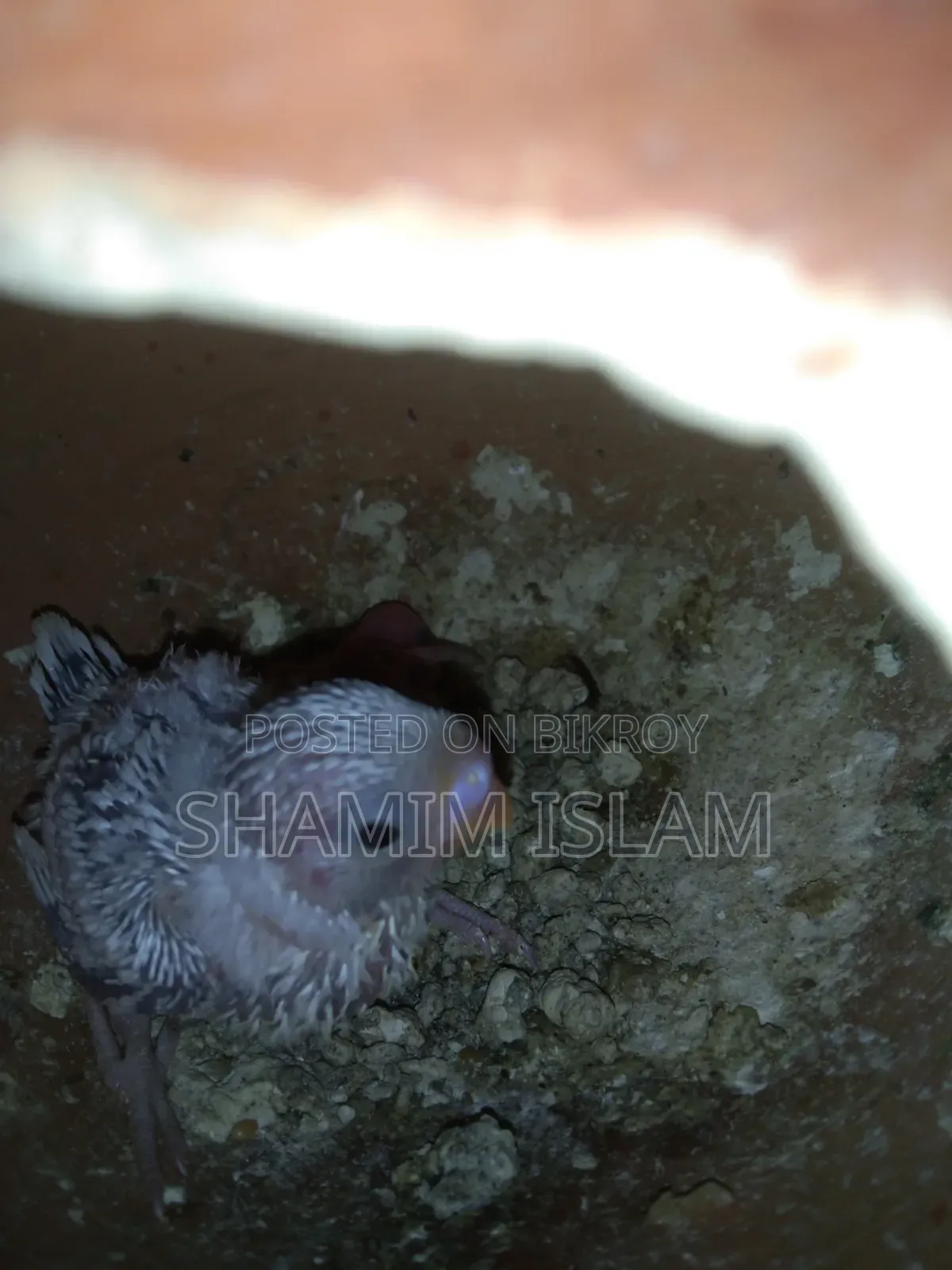 Budgerigar with chicks