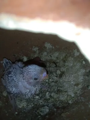 Budgerigar with chicks