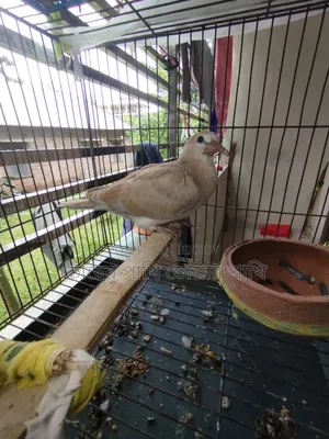 A dove chick for sale, 100% healthy and strong.