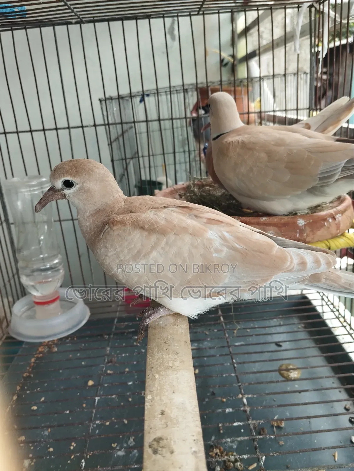 A dove chick for sale, 100% healthy and strong.