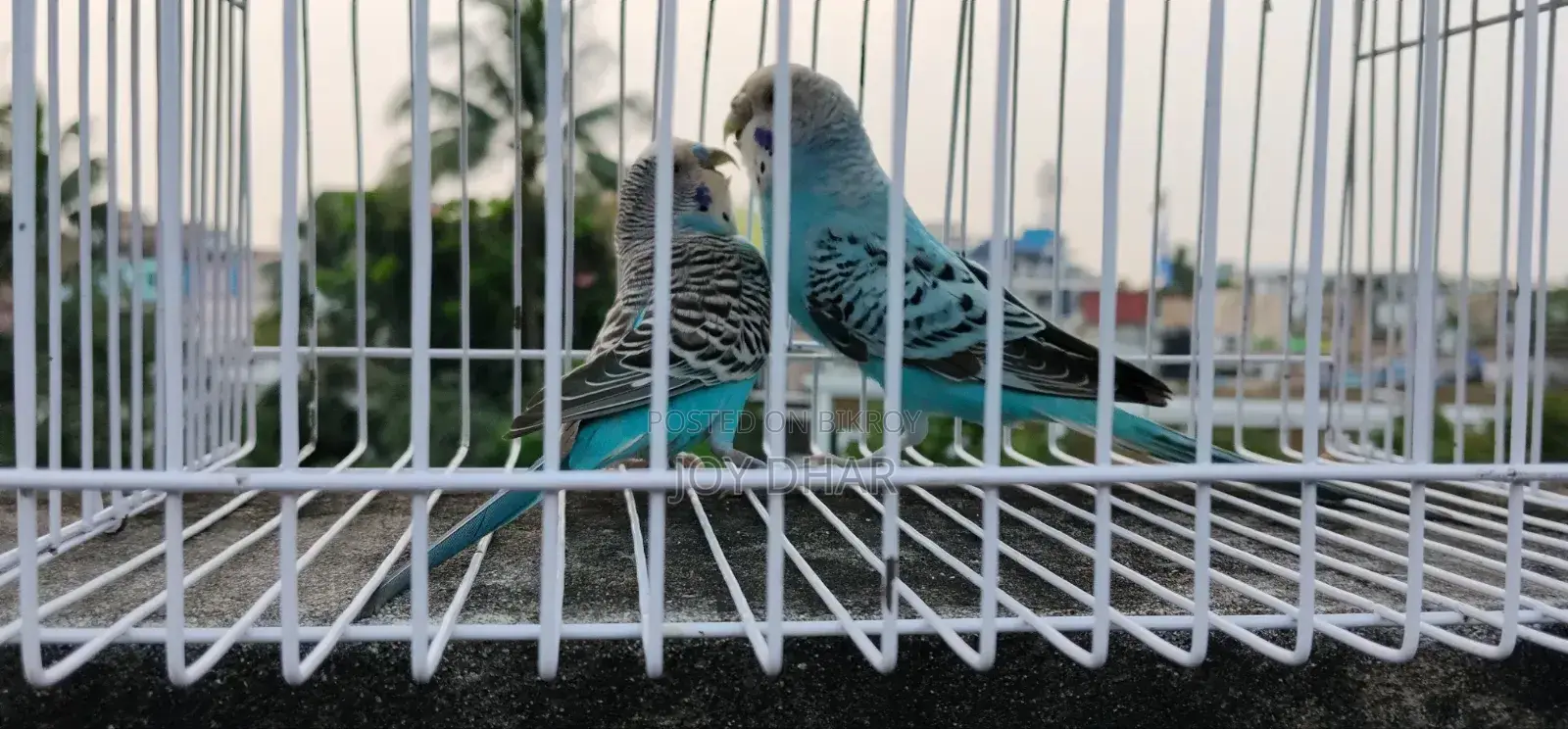 Budgerigar birds for sale