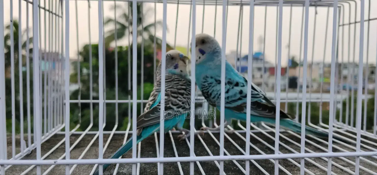 Budgerigar birds for sale