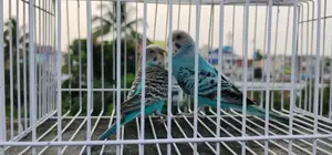 Budgerigar birds for sale