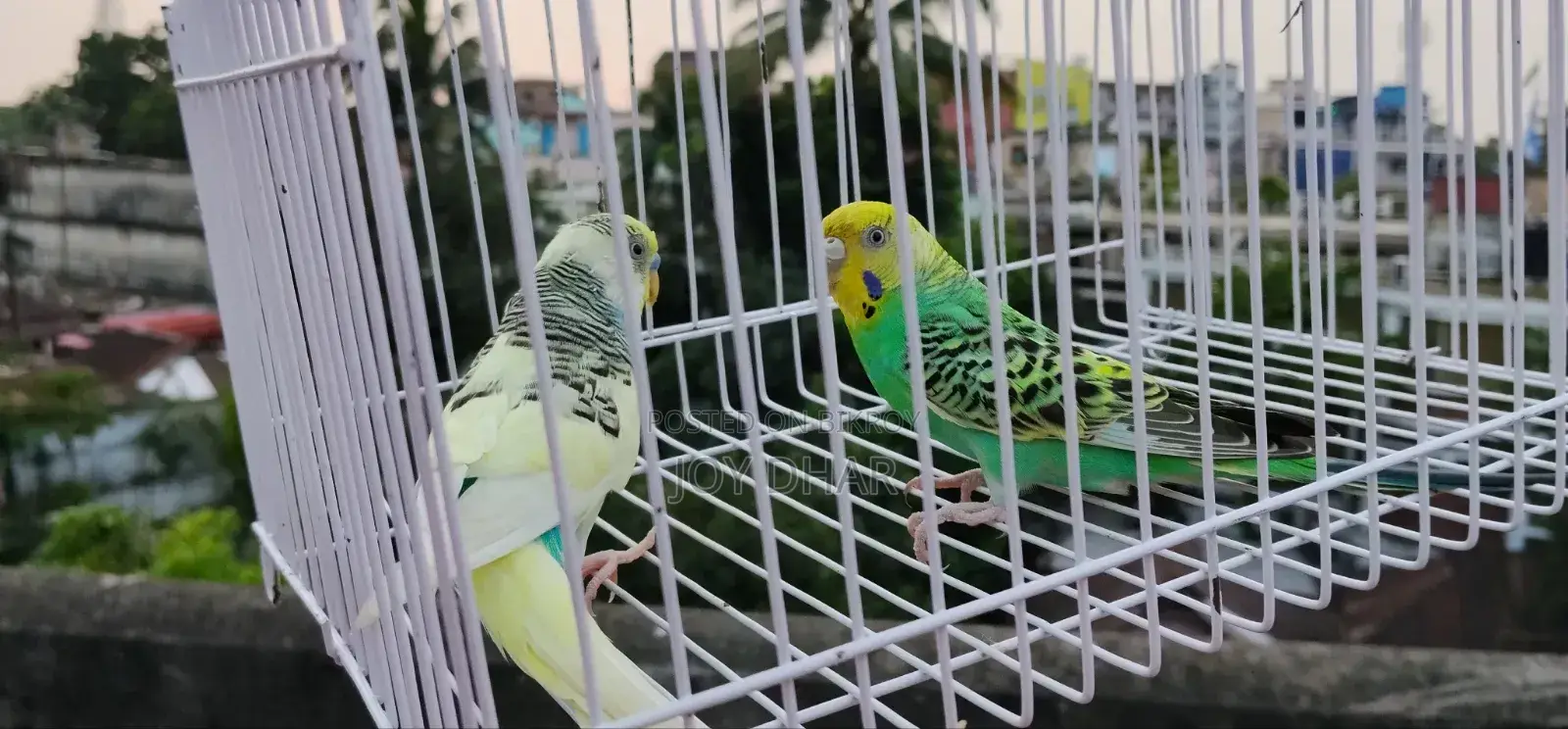 Budgerigar birds for sale