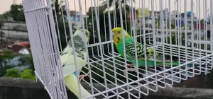 Budgerigar birds for sale
