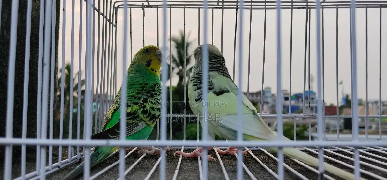 Budgerigar birds for sale