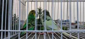 Budgerigar birds for sale