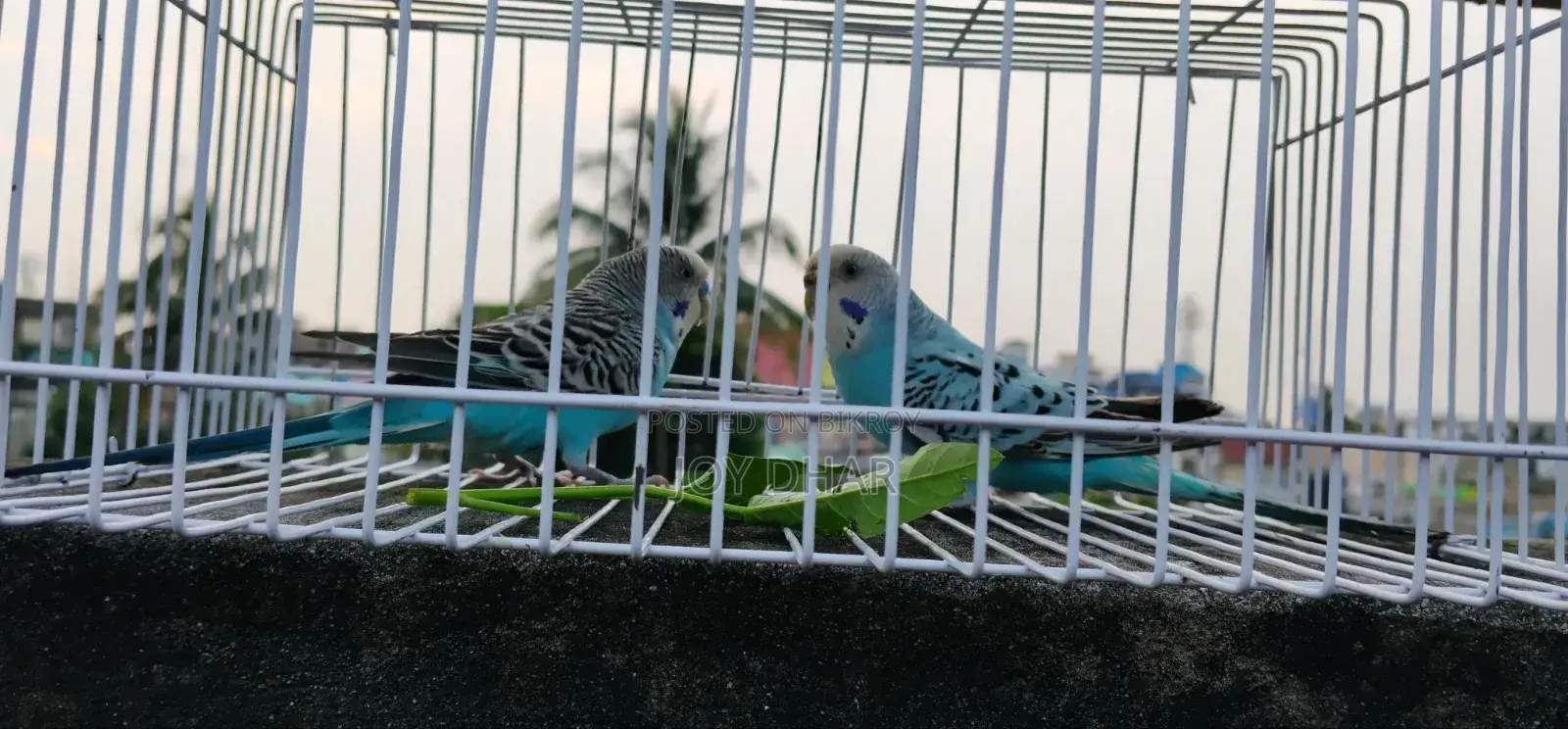 Budgerigar birds for sale