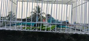 Budgerigar birds for sale