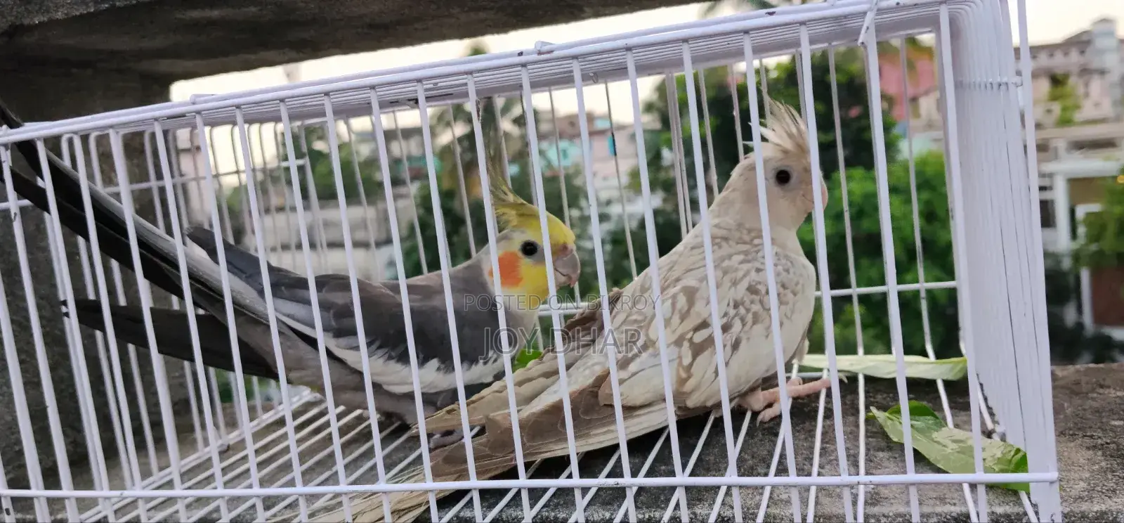 Budgerigar birds for sale