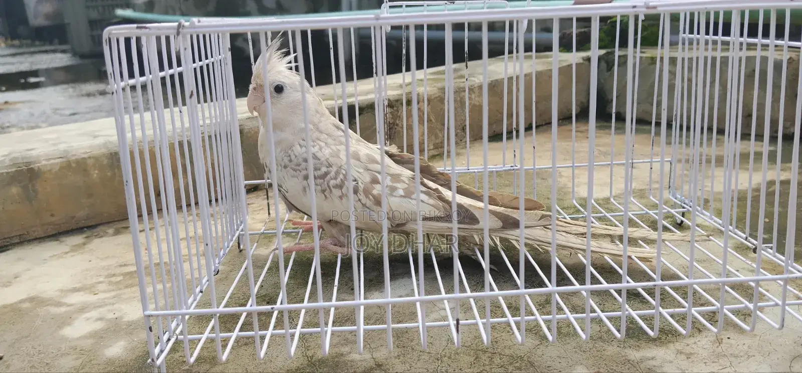 Budgerigar birds for sale