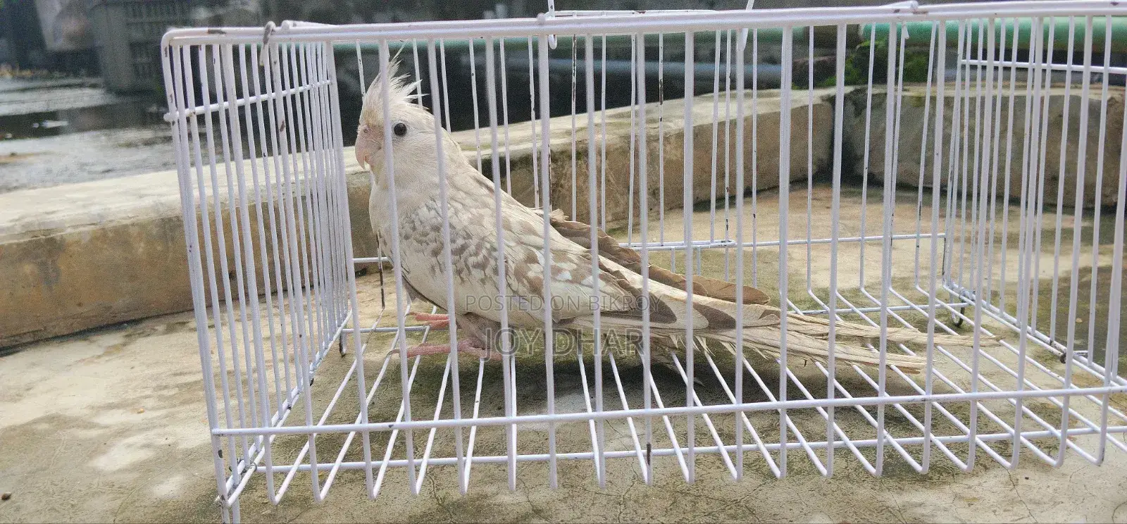 Budgerigar birds for sale