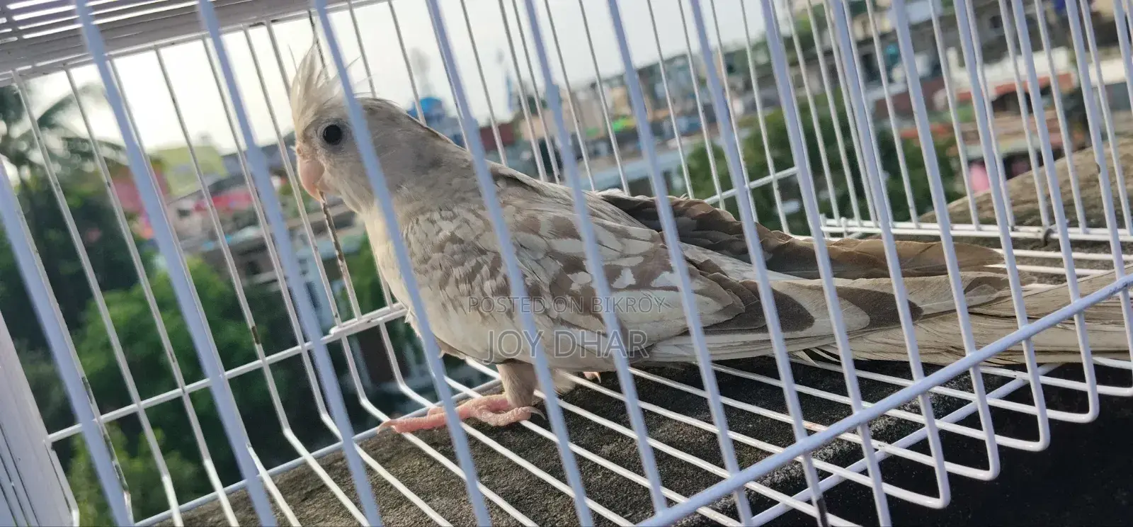 Budgerigar birds for sale